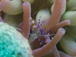 Spotted Cleaner Shrimp IMG 5941